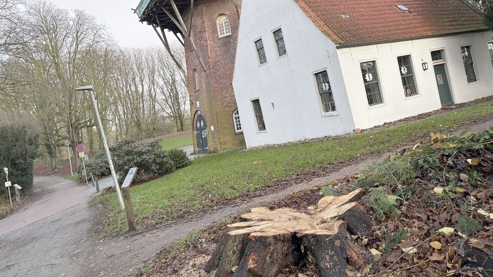 Freier Blick aufs Mühlenensemble: Hier wurde die stattliche Linde gefällt. Fotos: Stephanie Schuurman