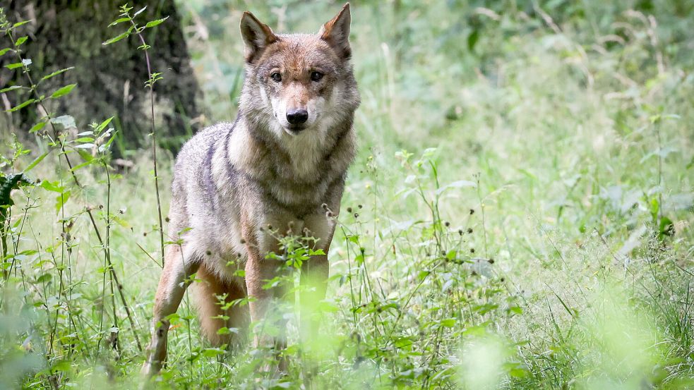 Bei Manslagt in der Krummhörn soll ein Wolf gesehen worden sein. Offizielle Meldungen gingen nicht ein. Symbolfoto: Christian Charisius/dpa