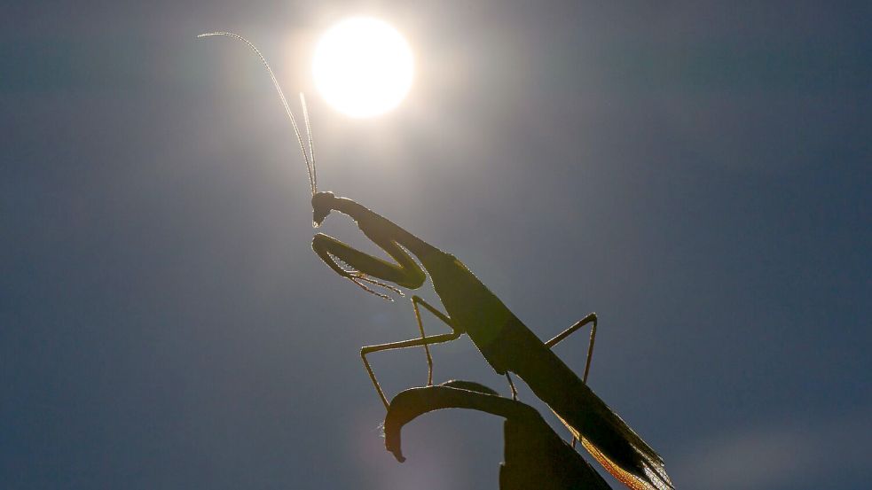 Das Jahr 2025 dürfte eines der drei heißesten werden. (Archivbild) Foto: Patrick Pleul