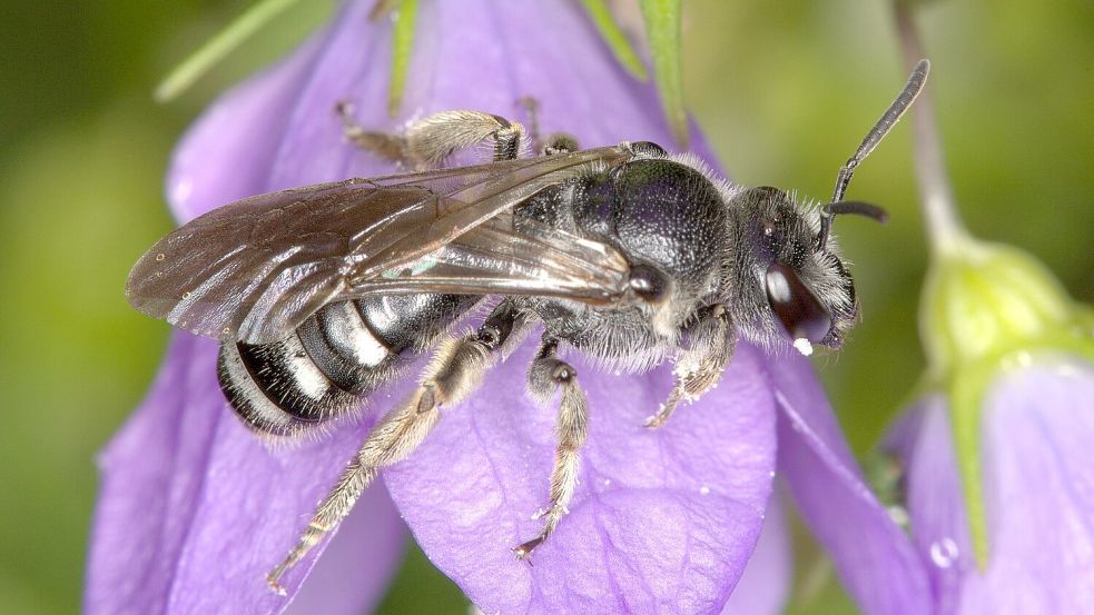 Die Glockenblumen-Schmalbiene ist deutlich kleiner als eine Honigbiene. Foto: Nabu Baden-Württemberg/dpa
