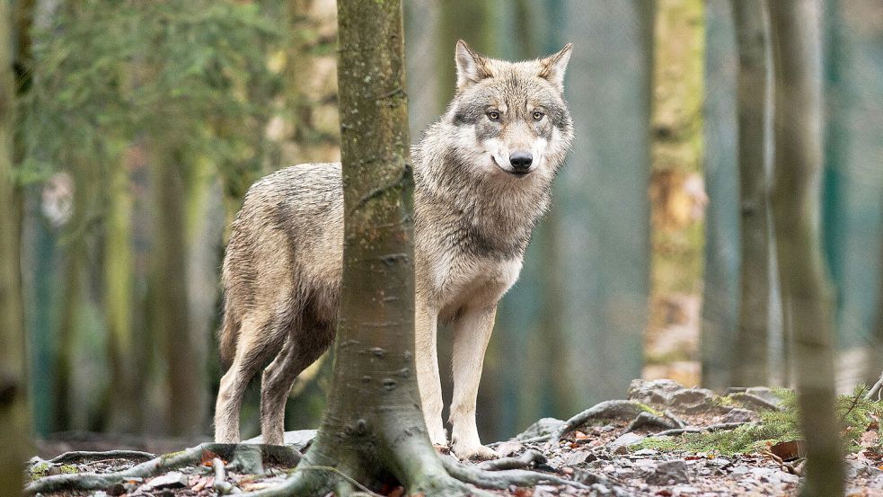 Das Bild zeigt einen Wolf im Tierpark in Thale, Sachsen-Anhalt. Foto: Klaus-Dietmar Gabbert/dpa