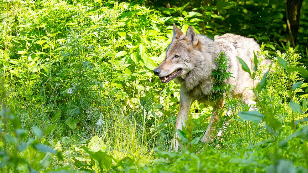 Ein Wolf läuft im niedersächsischen Wildpark Lüneburger Heide durch sein Gehege. Foto: Philipp Schulze/dpa