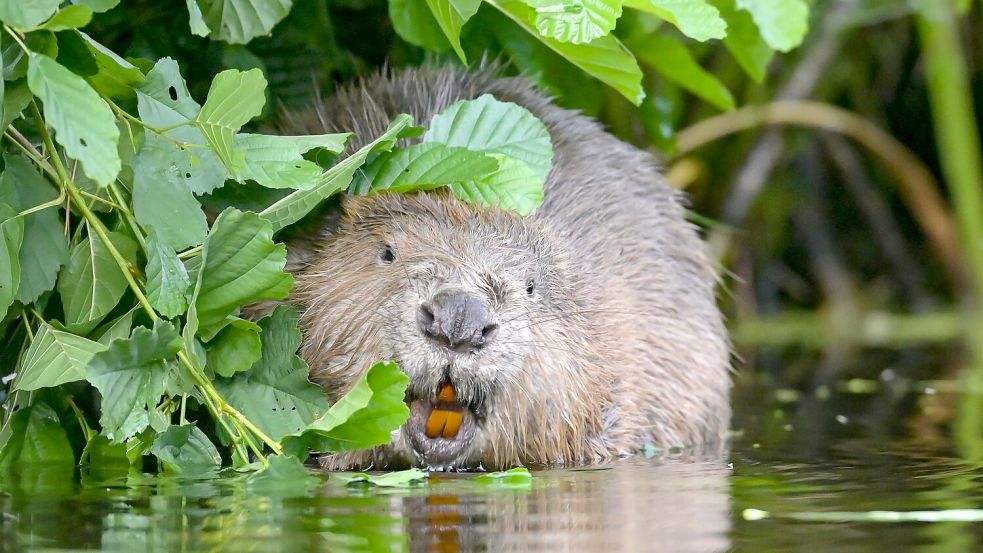 Eurasischer Biber Foto: Patrick Pleul