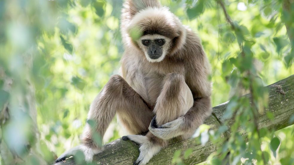 Ein Weißhandgibbon sitzt im Berliner Tierpark Foto: Paul Zinken