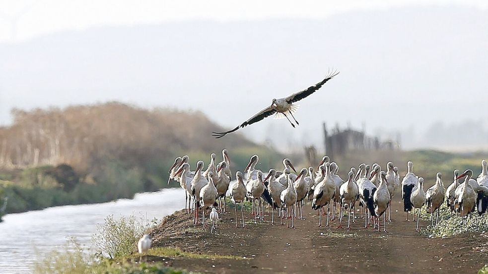 Südlich von Madrid sind rund 400 an der Vogelgrippe verendete Weißstörche geborgen worden. Foto: J. J. Guillen