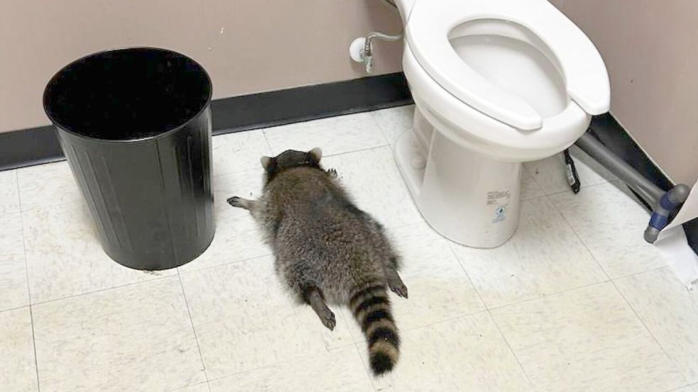 Der Waschbär „Bandit“ sorgt im US-Bundesstaat Virginia für Aufsehen. Foto: Uncredited/Hanover County Protection/AP/dpa