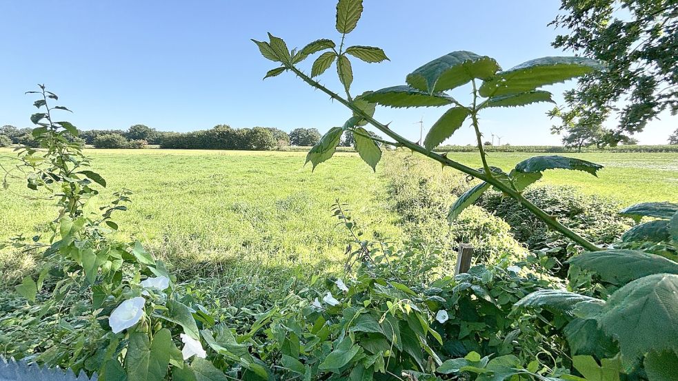 Rund 110 Grundstücke soll das geplante Baugebiet nördlich der Siedlung am Sanddornweg/Haselnussweg/Holunderstraße/Ligusterweg am Ende bieten. Foto: Klaus Ortgies/Archiv