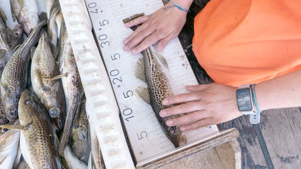 Der Dorsch - oder Kabeljau - ist ein beliebter Speisefisch. Er gilt mittlerweile als überfischt. Forschende des GEOMAR untersuchen regelmäßig die Fischbestände in der Ostsee. Foto: Sarah Uphoff, GEOMAR