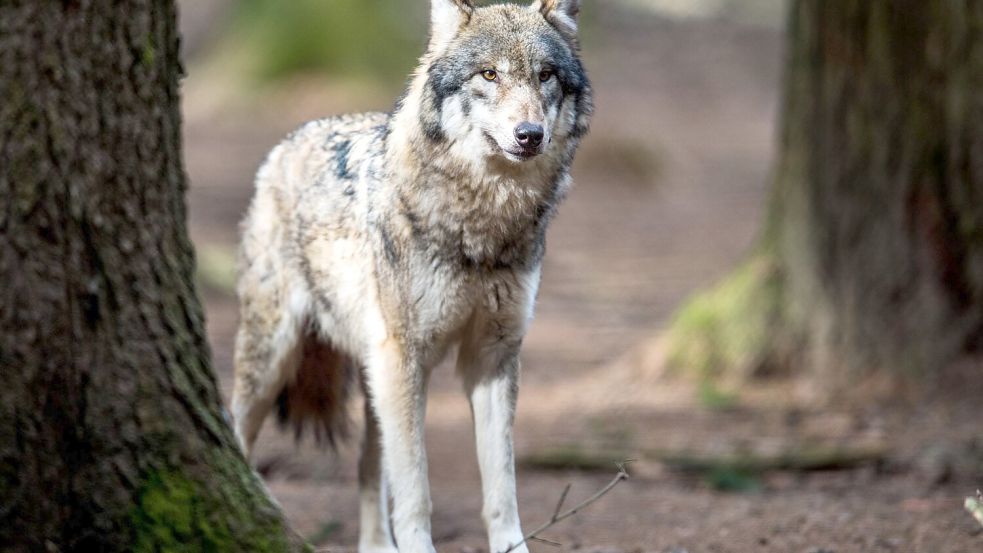 Die Hürden für Abschüsse von Wölfen sollen kleiner werden. Foto: Alexander Heinl/dpa
