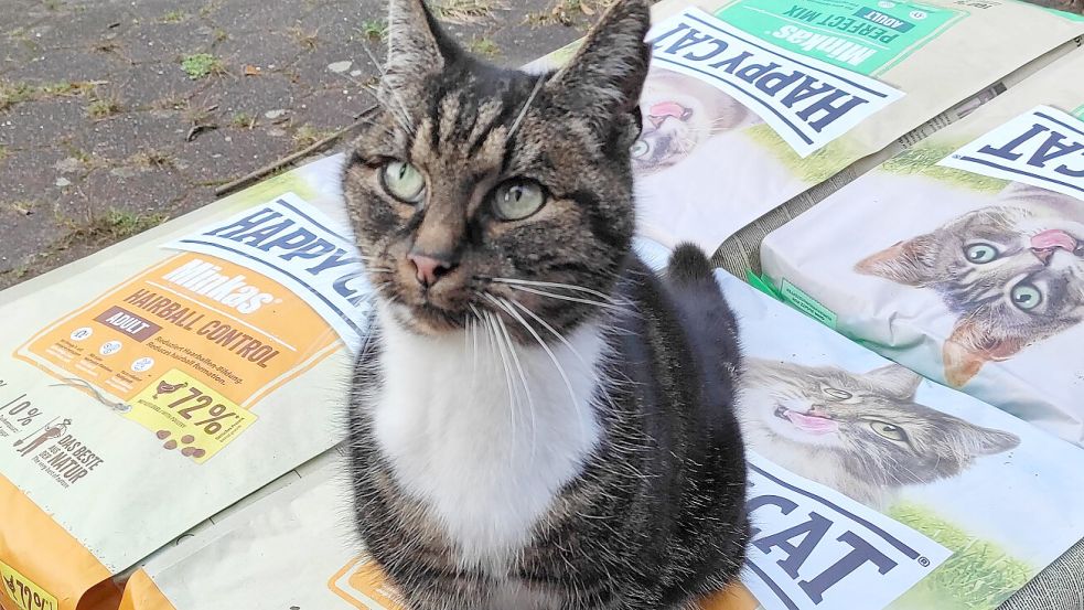 Auf dem Gelände der ehemaligen Nordseewerke lebt eine Katzenpopulation, die auf Hilfe angewiesen ist. Foto: privat