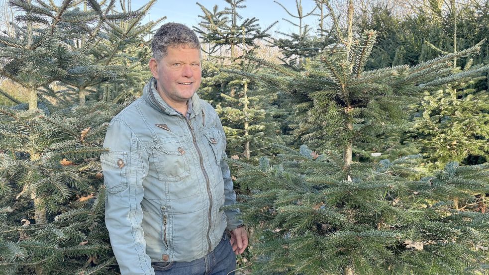 Gärtnermeister Wilfried Rulfs kümmert sich in seiner Tannebaumschonung in Aurich-Egels hingebungsvoll um große und kleine Nordmanntannnen. Foto: Mieke Matthes