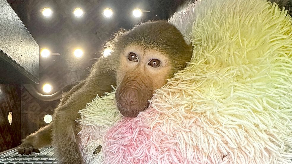 Pavian Sadoon wurde von illegalen Tierhändlern nach Bahrain verschleppt, bevor es mit DHL nach Dschibuti ging. Foto: DHL Group