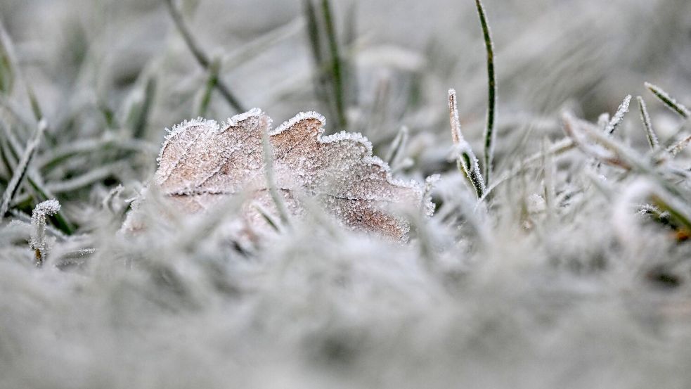 Vielerorts bleibt es schneefrei an Weihnachten - aber es kann Reif geben. Foto: Marijan Murat