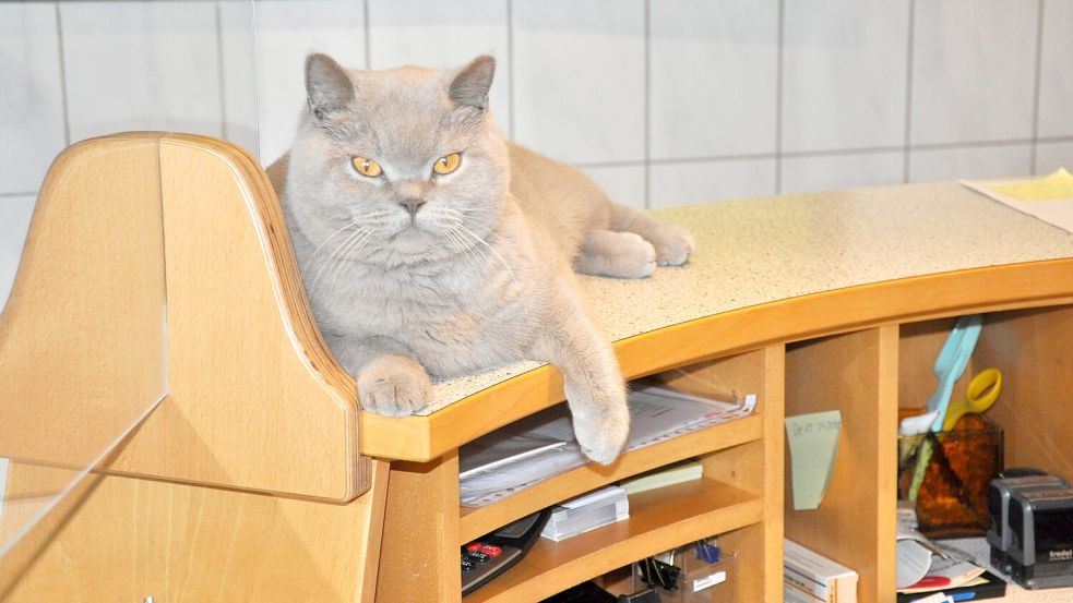 Abhängen auf dem Tresen gehört zur Lieblingsbeschäftigung von Praxiskater Muffin. Er liebt den Trubel an seinem Arbeitsplatz – ebenso wie seinen Büroschlaf. Foto: Ullrich