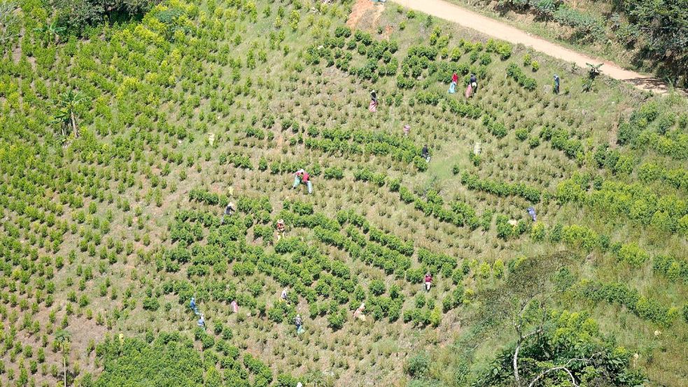 Kolumbien ist der größte Kokainproduzent der Welt. (Archivbild) Foto: Fernando Vergara/AP