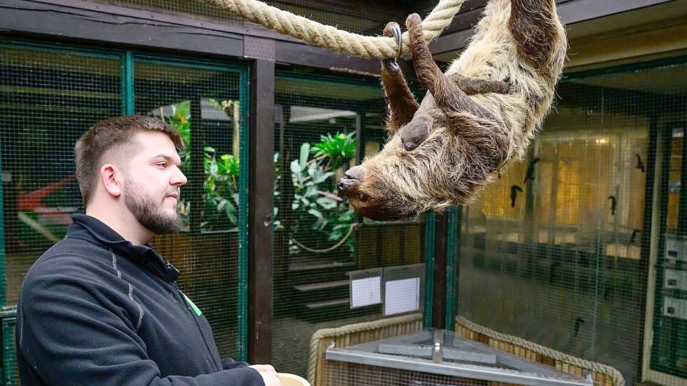 Faultieren sieht man nicht unbedingt an, dass sie schwanger sind. Foto: Philipp Schulze