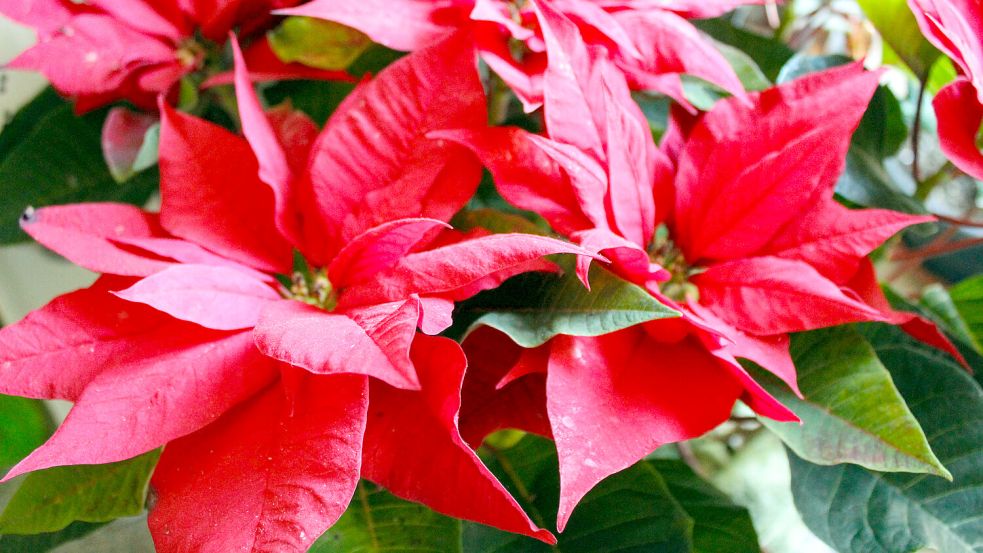 Der Weihnachtsstern ist zur Adventszeit nach wie vor der Klassiker unter den Zimmerpflanzen. Foto: IMAGO/Depositphotos