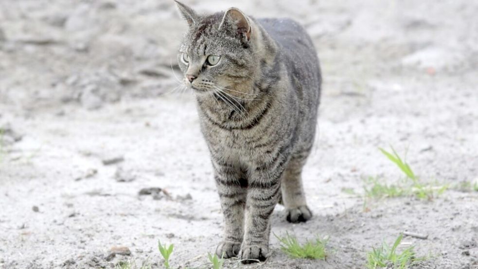 Kater John Wick wurde tot im Gebüsch gefunden. Foto: privat