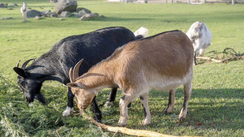 Eine Ziege brachte im Sommer 2023 im Vogelpark Marlow eine Urlauberin aus Sachsen-Anhalt zu Fall. Um Folgekosten etwa für die Behandlung der Frau wurde vor Gericht gestritten. (Archivbild) Foto: Stefan Sauer