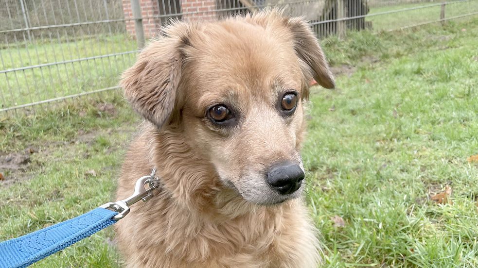 Mischlingshündin Buffy wartet im Tierheim Aurich auf neue Besitzer, nachdem sich beide Frauchen nicht mehr um sie kümmern können. Foto: Tierheim