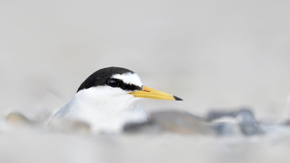 Erwachsene Zwergseeschwalben tragen eine schwarze Haube mit schwarzem Zügelstreif und einer weißen Stirn. Die Schnabelspitze ist schwarz. Foto: Philipp Meister/Jordsand