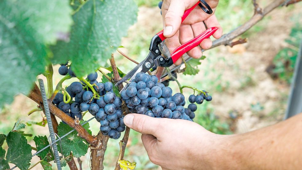 Bauernpräsident Joachim Rukwied sagt, der Weinbau sei in der größten Krise seit Jahrzehnten.(Archivbild) Foto: Lando Hass