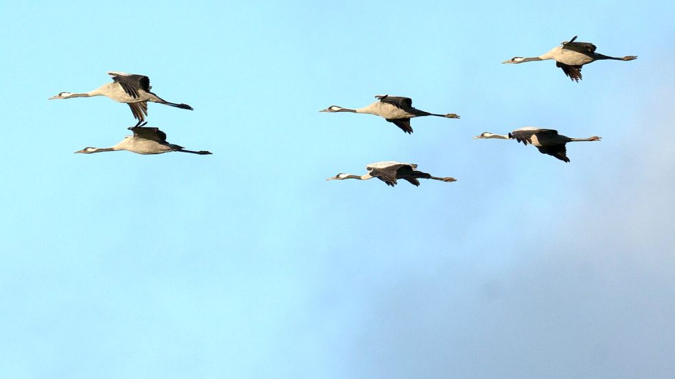 Winterflucht: Tausende Kraniche sind erst jetzt gen Süden losgezogen. (Symbolbild) Foto: Sina Schuldt