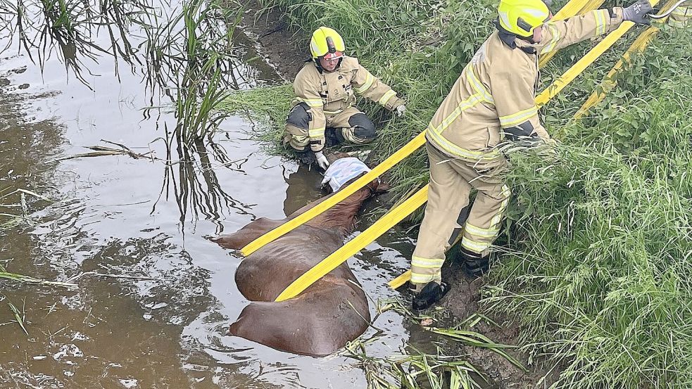 Großtierrettung in Oberneuland: Im Mai rettete die Feuerwehr Bremen ein erschöpftes Pferd aus einem Graben. Foto: Kaiser/Feuerwehr Bremen