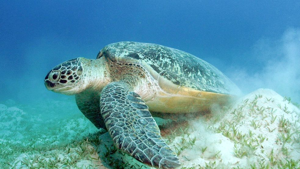 Auch die Grünen Meeresschildkröten gehören WWF zufolge zu den Gewinnern des Jahres. Foto: Philipp Kanstinger/WWF /dpa