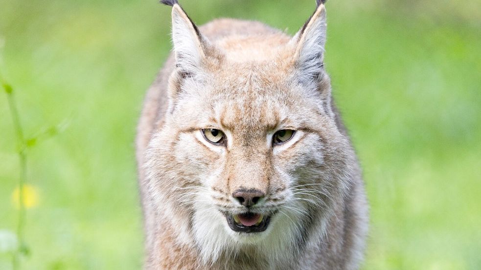 Der Luchs gehört zu den Gewinnern des WWF in diesem Jahr. (Archivbild) Foto: Lando Hass