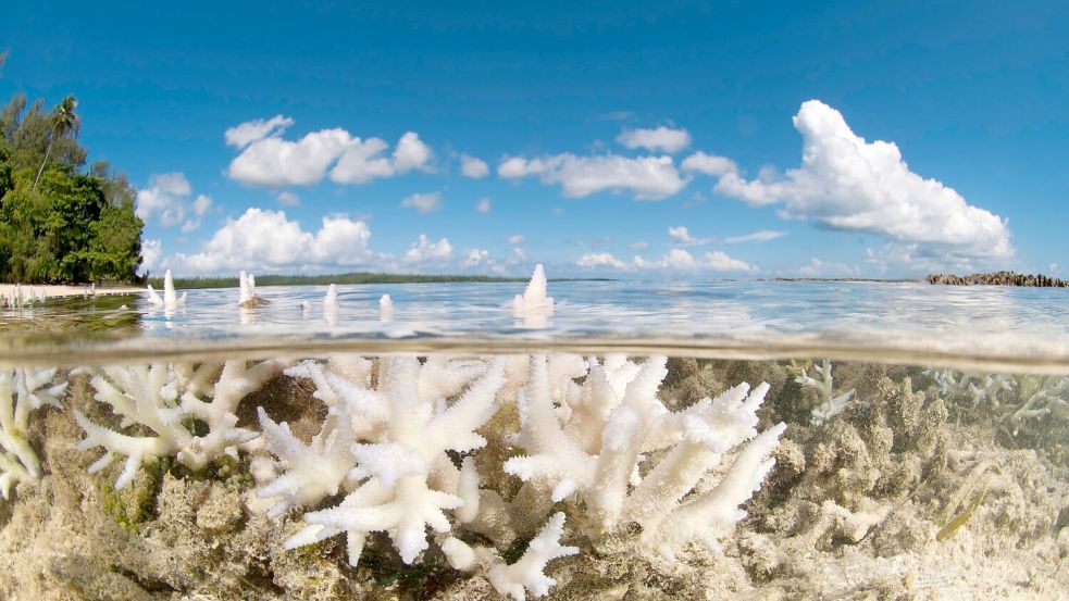 Korallen gehören WWF zufolge zu den Verlierern des Jahres. Foto: Jürgen Freund/WWF /dpa