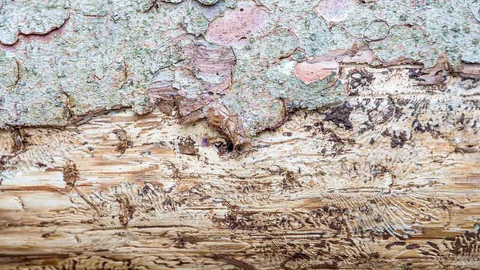 Eine vom Borkenkäfer befallene Fichte liegt auf dem Waldboden. Unter der Rinde kann man das Fraßbild der Buchdrucker-Käferlarven sehen. (Archivbild) Foto: Lino Mirgeler/dpa