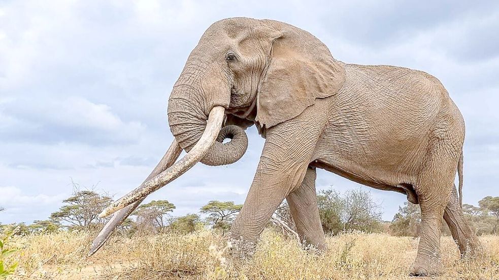 Craigs Stoßzähne waren über weite Entfernungen in den Savannen und Feuchtgebieten sichtbar. (Archivbild) Foto: -