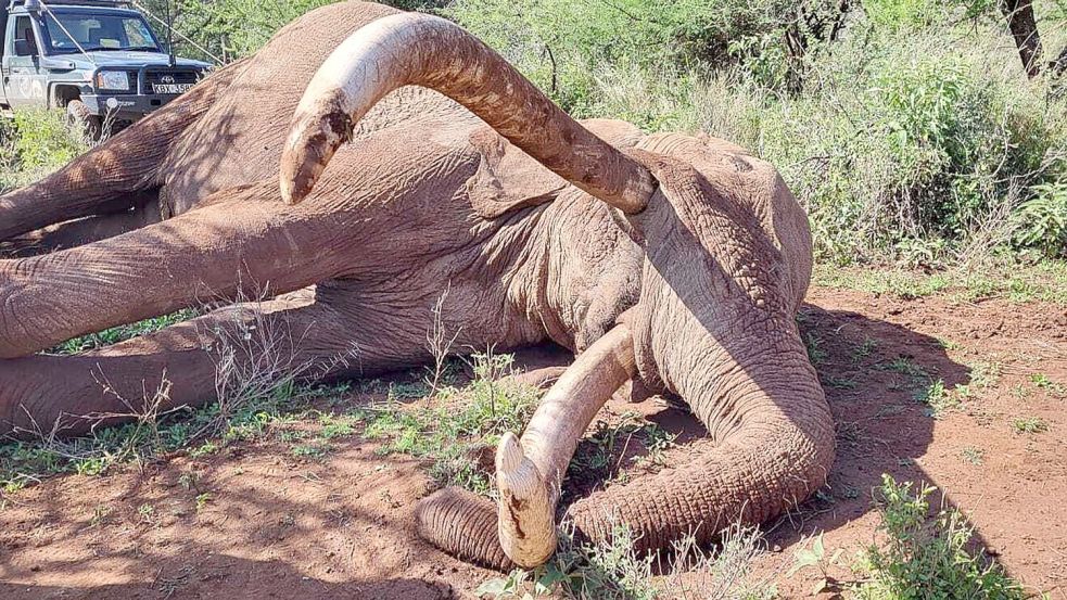 Craig zeugte mehrere Kälber und trug damit zur Weitergabe seltener genetischer Merkmale bei. Foto: -
