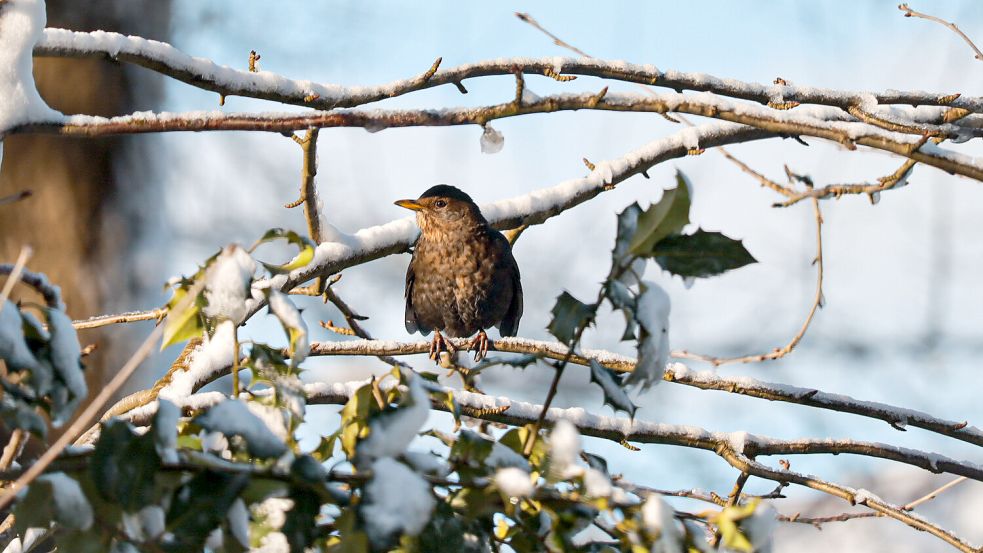 Über Ostfriesland – hier ein Bild aus Firrel – ist der Winter hereingebrochen. Foto: Lara Schoon
