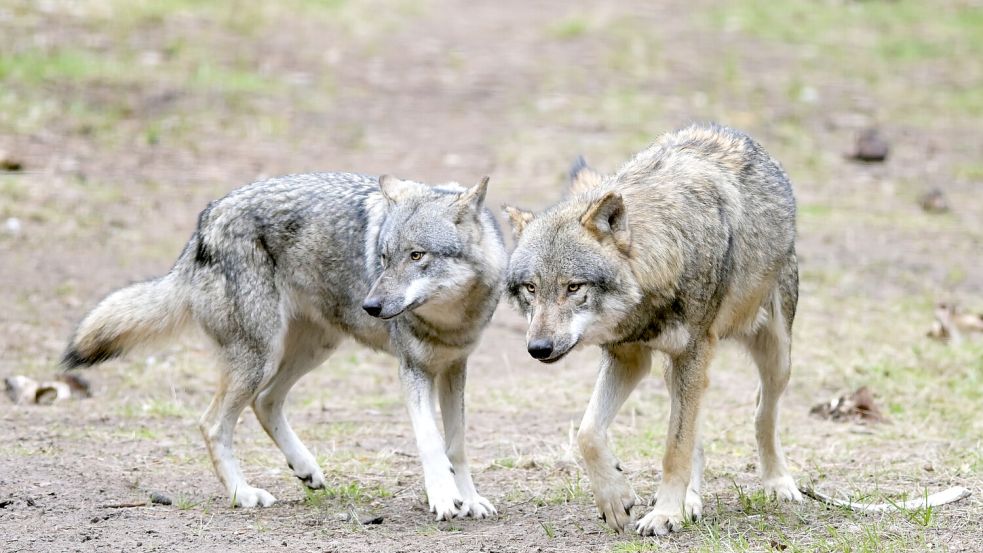 Wölfe laufen im Wildpark Schorfheide (Brandenburg) durchs Gehege. Foto: Soeren Stache/dpa/Archiv