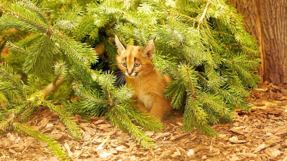 Das Karakal-Jungtier Karlos kam im November zur Welt. (Handout) Foto: -/ Zoo Dresden/dpa