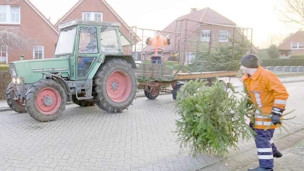 Seit vielen Jahren fahren Jugendfeuerwehren im Kreis Aurich in ihrem Zuständigkeitsbereich Straße um Straße ab und sammeln ausrangierte Weihnachtsbäume ein. Dieses Foto entstand im Brookmerland. Foto: Folkert Bents
