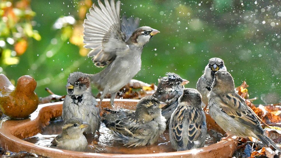 Haussperlinge sind immer in der Gruppe unterwegs und brauchen deshalb Nistplätze und Nahrung für viele Vögel. (Symbolbild) Foto: Waltraud Grubitzsch