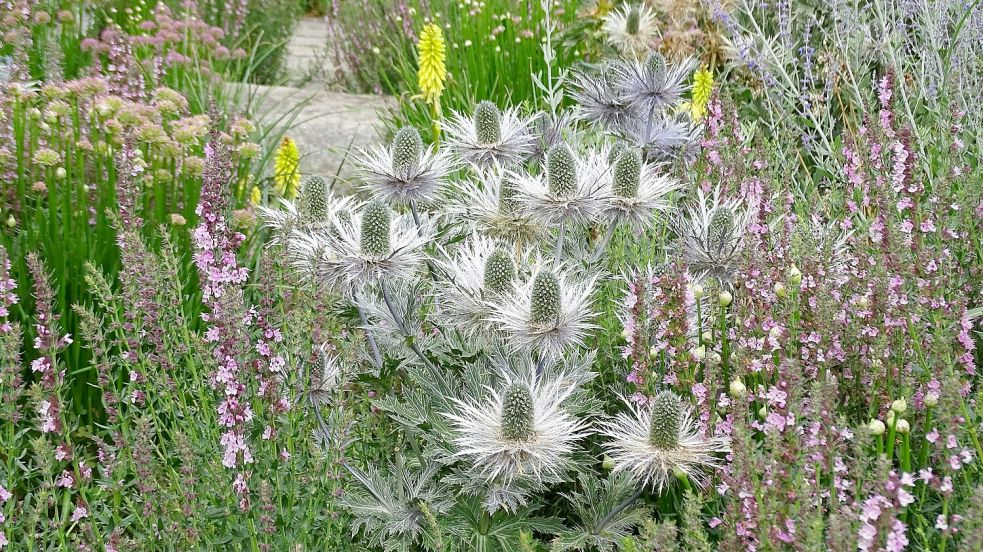 Mannstreu hat sehr markante Blüten und eignet sich auch als Schnittblume. Foto: GMH/Bettina Banse