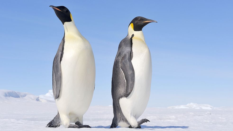 Kennen sich mit Eis und Schnee aus: Kaiserpinguine leben in der Antarktis das ganze Jahr über mit Glätte, kommen mit ihrer Gangart aber gut über das Eis. Foto: IMAGO / Westend61
