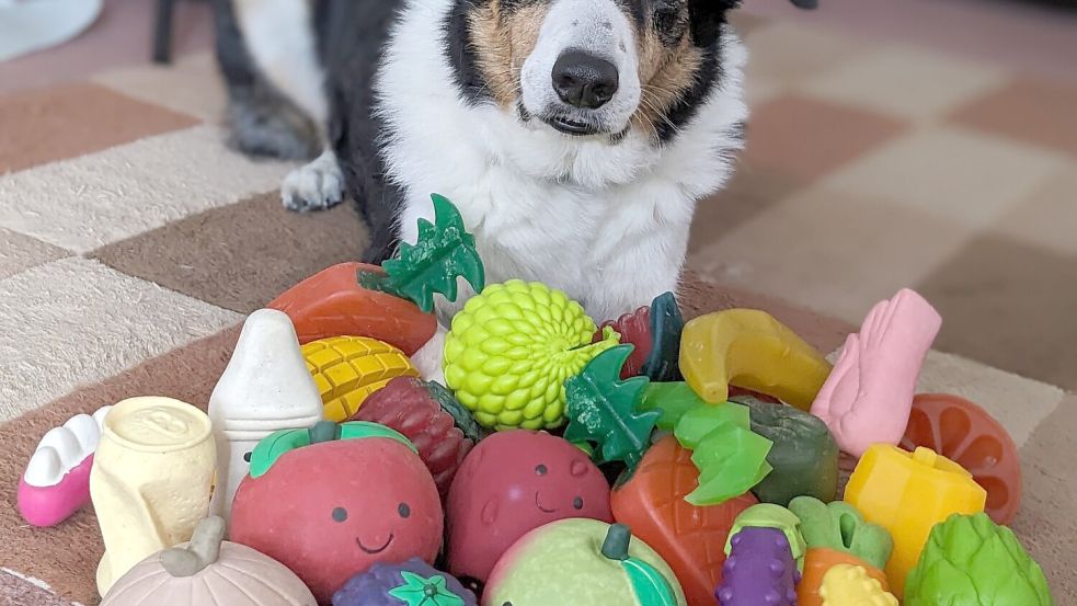 Der elf Jahre alte Border Collie-Rüde Bryn aus Großbritannien kennt die Namen von etwa 100 Spielzeugen. Foto: Helen Morgen/EurekAlert/dpa