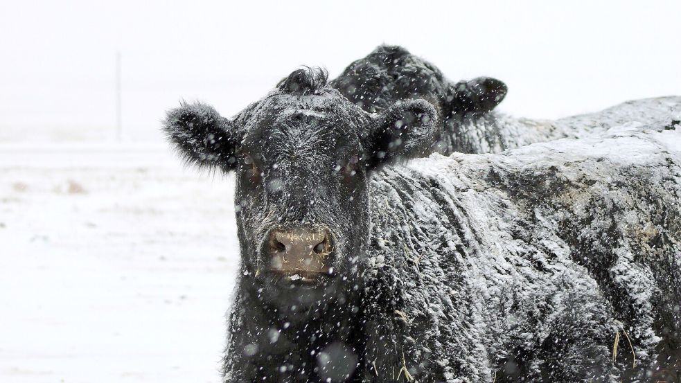 Robuste Rinderrassen sowie Schafe verbringen große Teile des Winters draußen. Bei einer geschlossenen Schneedecke geht das aber nicht mehr. Foto: Pixabay