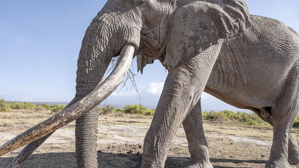 Eine Berühmtheit unter den Elefanten: Der Super Tusker Elefant Craig, ein altes Männchen mit extrem langen Stoßzähnen. Foto: IMAGO/imagebroker