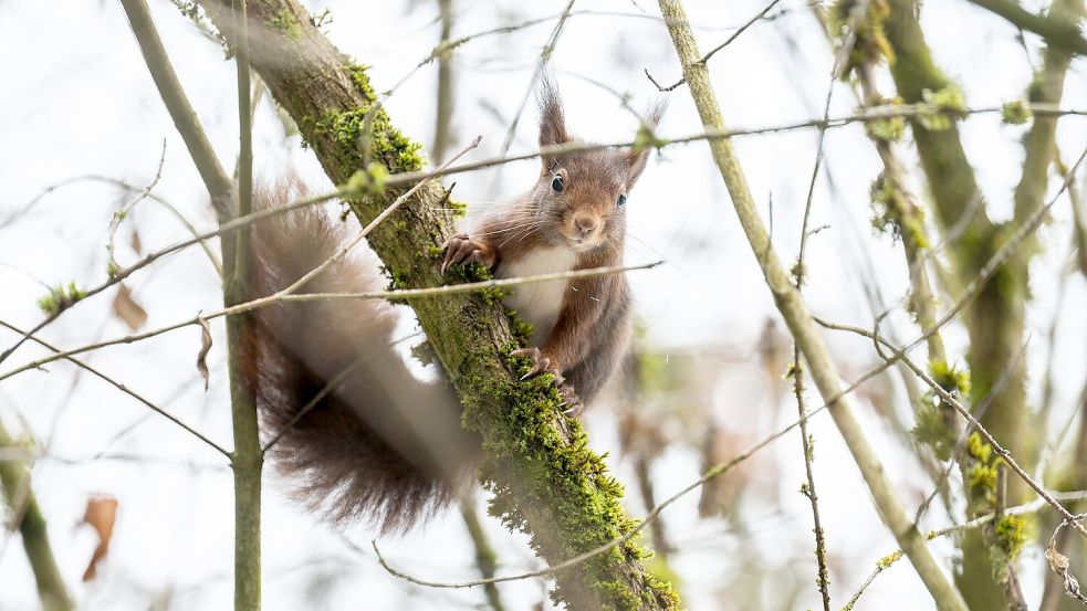 Eichhörnchen kommen im Winter oft nicht an ihre Vorräte heran. (Archivbild) Foto: Silas Stein