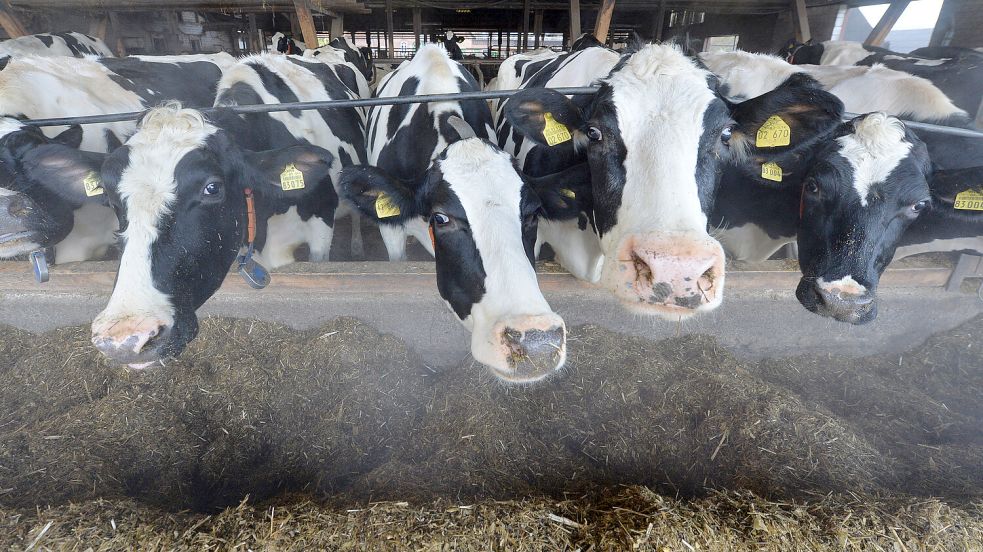 Etwas Kälte macht den Kühen wenig aus. Die Jalousien im Stall bleiben aber geschlossen. Symbol-Foto: Jaspersen/dpa
