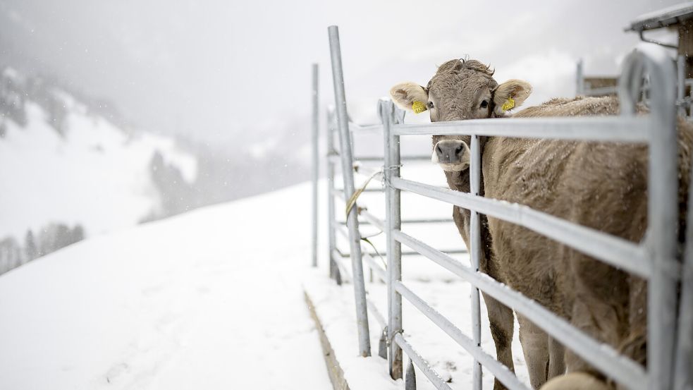SCHWEIZ WINTER SCHNEE Foto: KEYSTONE/Picture Alliance/Gian Ehrenzeller