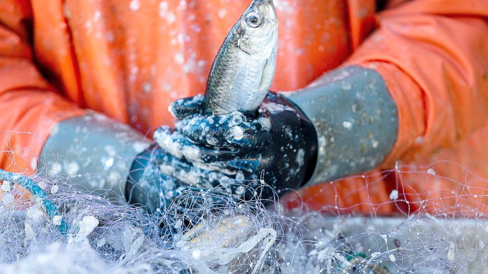 Ein Fischer pult Heringe aus einem Netz. Foto: Jens Büttner/dpa