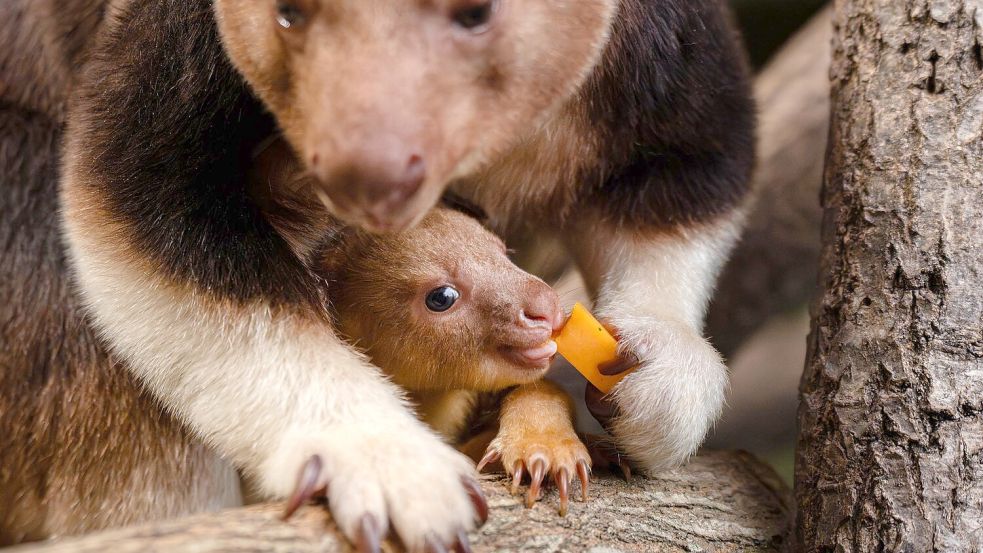 Ein seltenes Baumkänguru-Baby macht gerade seine ersten Erfahrungen mit der Außenwelt. Foto: -/Chester Zoo/dpa