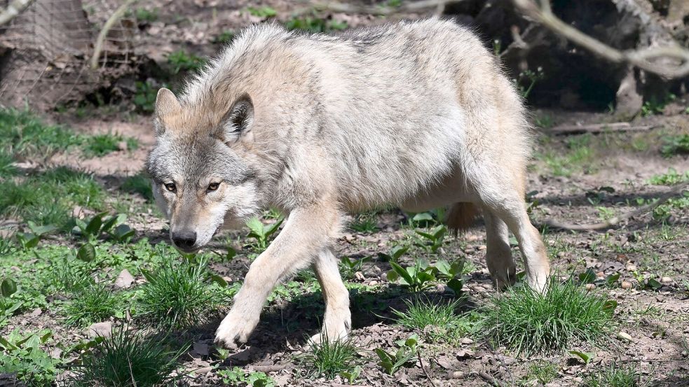 Der Wolf ist zurück in Deutschland - was längst nicht jeden freut. (Archivbild) Foto: Bernd Weißbrod